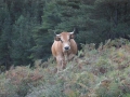 terneras_y_vacas_asturianas_de_los_valles_para_vida_amorebieta