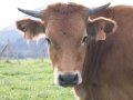 vacas_asturianas_de_los_valles_en_venta