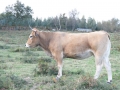 vacas_asturianas_de_los_valles_en_venta_amorebieta