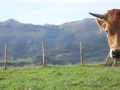 vacas_asturianas_de_los_valles_en_venta_euskadi