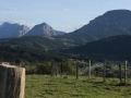 vacas_asturianas