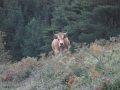 terneras_y_vacas_asturianas_de_los_valles_para_vida_bizkaia