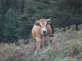 terneras_y_vacas_asturianas_de_los_valles_para_vida_duranguesado
