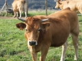 vacas_asturianas_de_los_valles