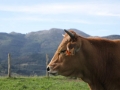 Vacas Asturianas de los Valles en venta en Bizkaia