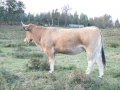 vacas_asturianas_de_los_valles_en_venta_durango