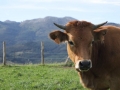 vacas_asturianas_de_los_valles_en_venta_duranguesado