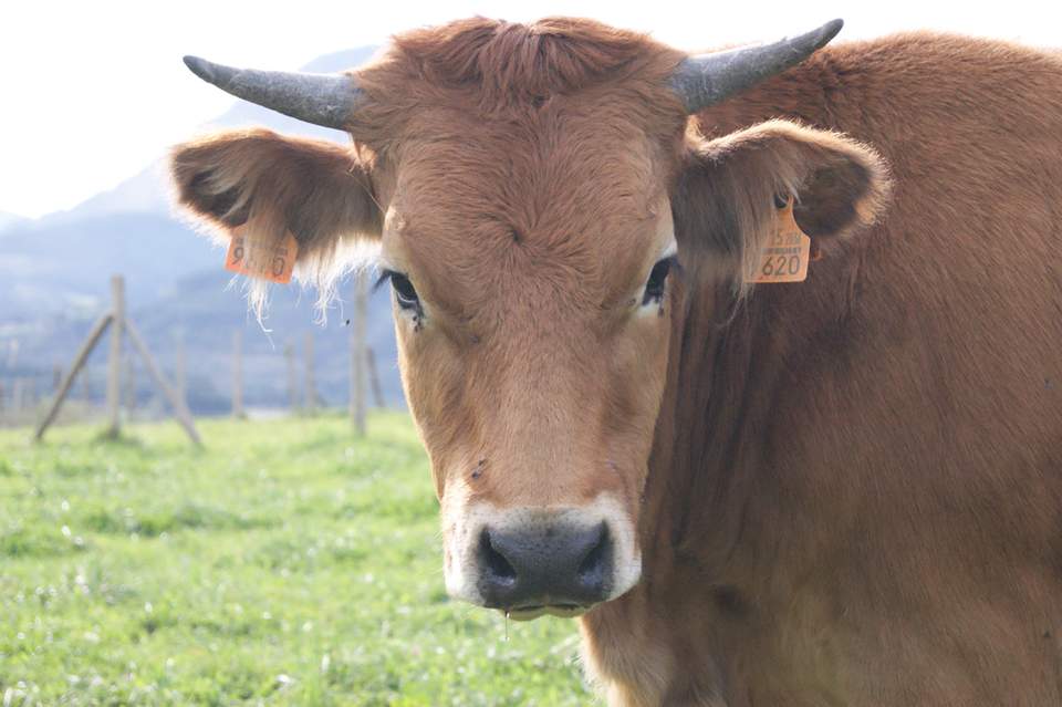 Vacas Asturianas de los Valles en venta en Bizkaia