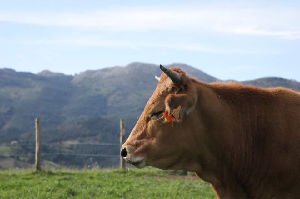 Vacas Asturianas de los Valles en venta en Bizkaia